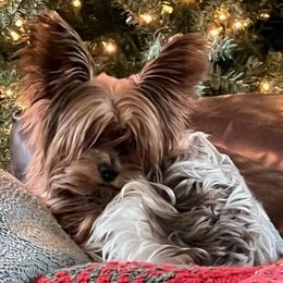 Yorkshire Terriers from Jeff's Yorkshire Terriers