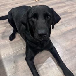 Pepper - Labrador Retriever