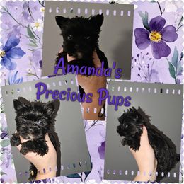 Kb black - Black and tan Yorkshire Terrier puppy in Wartburg, Tennessee from Amanda's Precious Pups