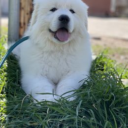 Great Pyrenees Puppies from Forestwood Farms Great Pyrenees