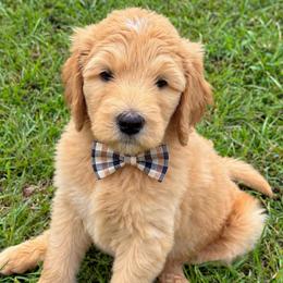 The Bookworm - Parti male Goldendoodle puppy in Social Circle, Georgia from Poppiedoodle Farms
