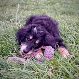 Tamale - Tri-color female Bernedoodle puppy in Roy, Utah from Doodles are Amazing