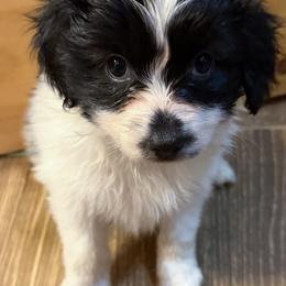 Rudi - Female - White and black female Papillon puppy in Blue Ridge, Georgia from Butterfly Ridge