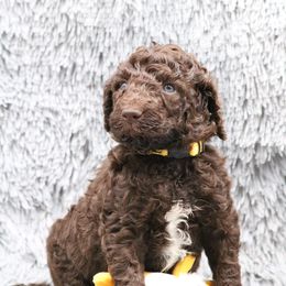 Poodle Puppies from Absolutely Pampered Poodles