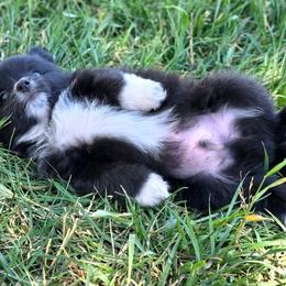 Boy 1 - Black and white male Companion Cross puppy in Davenport, Washington from Lovely Ladies and Little Asses Miniature Equines (L3A Pomeranians & Papillons)