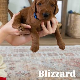 Blizzard - Red male Irish Doodle puppy in Mesa, Arizona from Desert Doodles
