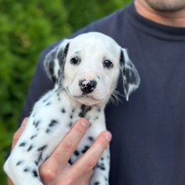 Lucky - White and black male Dalmatian puppy in Mount Vernon, Washington from Pawsitively Spotted