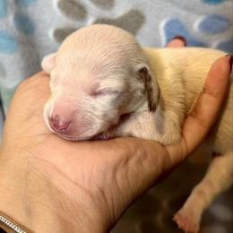 Sally - Piebald female Dachshund puppy in Moreno Valley, California from Purpleheart_doxiess