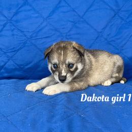 Dakota girl 1 - Agouti and white female Siberian Husky puppy in Ocala, Florida from Florida Husky Puppies