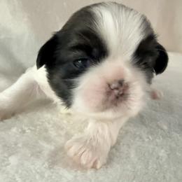 Raquel Welch - Gold and white female Shih Tzu puppy in Winston Salem, North Carolina from Little Miracles Shih Tzu