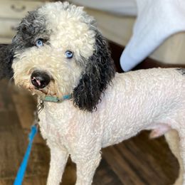 Louie - Bernedoodle