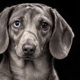 Ruby - Dachshund