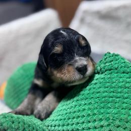 Kiwi - Tri-color male Bernedoodle puppy in Carmichaels, Pennsylvania from JensenBelle Doodles