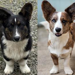 Cardigan Welsh Corgi puppies from There and Back Again Corgis