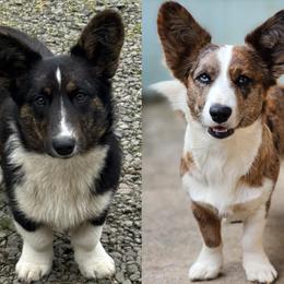 Cardigan Welsh Corgi puppies from There and Back Again Corgis