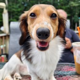 Milo - Dachshund