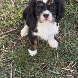 Cavalier King Charles Spaniel Puppies from Cavalier Country Farm