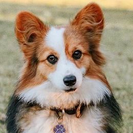 Pembroke Welsh Corgis from Steele Family Farms