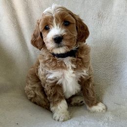 Boy 1 - Apricot male Goldendoodle puppy in Lapeer, Michigan from Doodle All Day