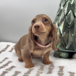 Bella - Chocolate and tan female Dachshund puppy in Goodyear, Arizona from AZ Royal Doxies llc