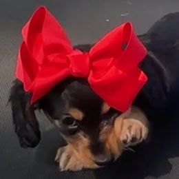 Pinky - Black and cream female Dachshund puppy in Owensboro, Kentucky from Neens Weens Kennels
