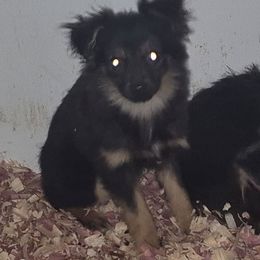 Black tri boy read description - Black tri male Toy Australian Shepherd puppy in Madisonville, Tennessee from LaRose Farm & Kennels