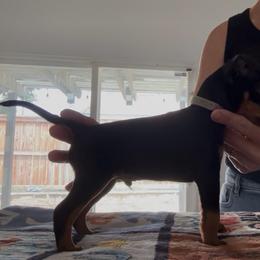 Gray Collar - Black and tan male Manchester Terrier puppy in Wildomar, California from Goldline Manchester Terriers
