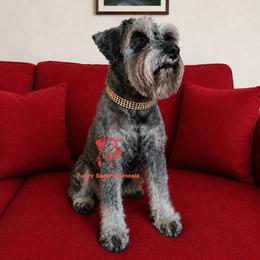 Jasmine - Miniature Schnauzer