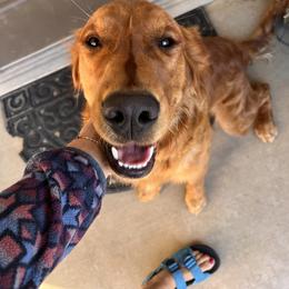 Golden Retriever All Grown Up from Coppertown Retrievers