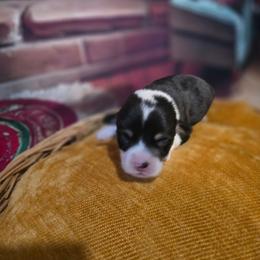 Green collar - Black and tan male Pembroke Welsh Corgi puppy in Grass Valley, California from Triple M Ranch Corgi's
