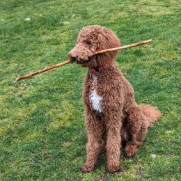 Goldendoodle All Grown Up from Dawnie’s Doodles