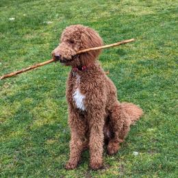 Goldendoodle All Grown Up from Dawnie’s Doodles