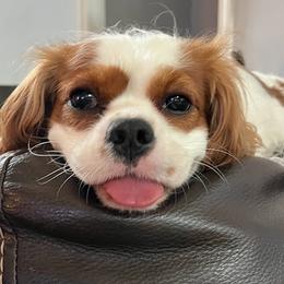 Cavalier King Charles Spaniel puppies from Kalama Cavaliers