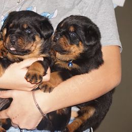 Rottweiler and Shetland Sheepdog Puppies from Mountain High Kennels