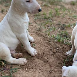Bull Terrier Puppies from Weekley Bull Terriers