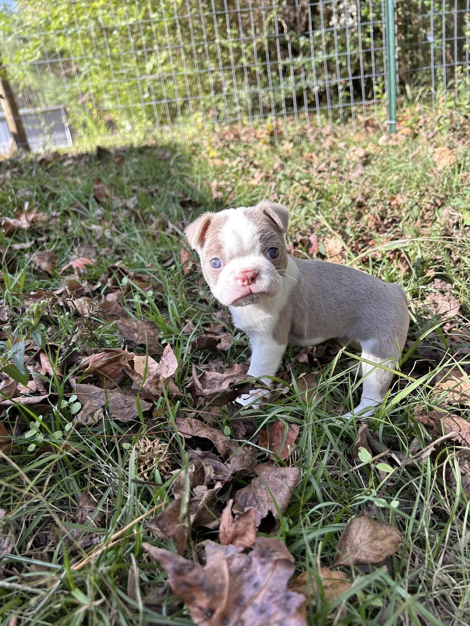 Shannon's Pups in North Carolina | Boston Terrier and French Bulldog ...