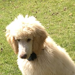 Poodle Puppies from Tails Up Standard Poodles