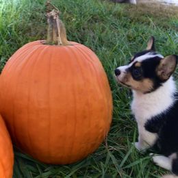 Pembroke Welsh Corgi Puppies from The King’s Corgis