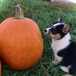 Pembroke Welsh Corgi Puppies from The King’s Corgis