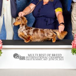 Zezima - Dachshund