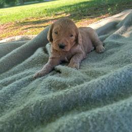 Boy 2 - Red  male Goldendoodle puppy in Shippensburg, Pennsylvania from Diller Doodle Pups