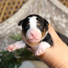 Boy 1 - male Australian Mountain Doodle puppy in Mississippi from Ewing Acres