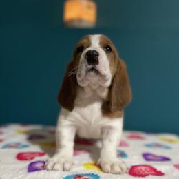 Girl 3 - Mahogany and white female Basset Hound puppy in Remington, Virginia from Lotus Rose Basset hounds