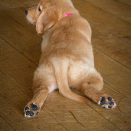 Golden Retriever Puppies from Northern Lights Goldens