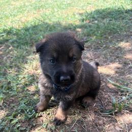 Blue Collar Male - Sable male German Shepherd puppy in Milan, Illinois from Stonewick German Shepherds