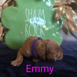 Emerald (Emmy) - Red  female Goldendoodle puppy in Red Oak, Iowa from Fisher Pups-Stay Golden with a Doodle