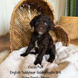 Coco Puff Chocolate English Teddybear - Chocolate female Goldendoodle puppy in Grove, Oklahoma from Guinn Family Farms