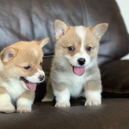 Pembroke Welsh Corgi Puppies from Nunas Corgis