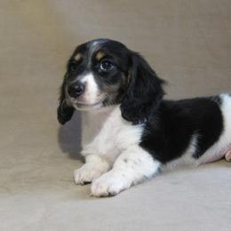 Skittles - Dachshund