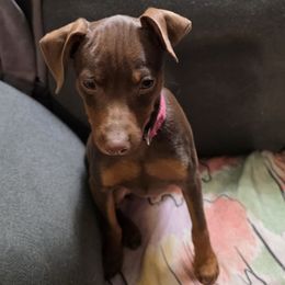 SCF1-Hot Pink - Chocolate and rust female Miniature Pinscher puppy in Middle Point, Ohio from Knisely's Min Pins-AKC